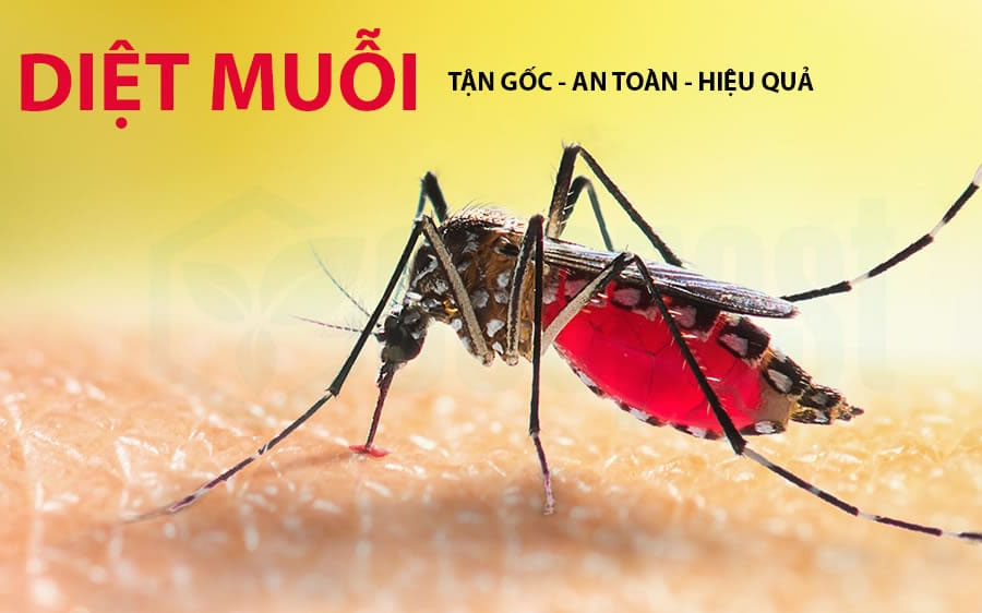 Phun thuốc diệt muỗi tận gốc tại TP Vinh Nghệ An