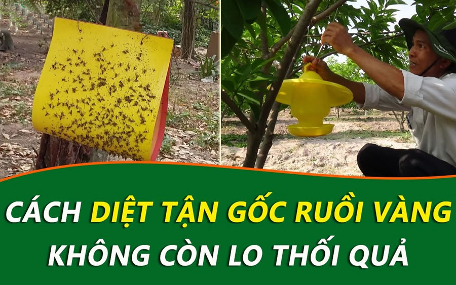 Diệt ruồi cống tận gốc tại TP Vinh Nghệ An