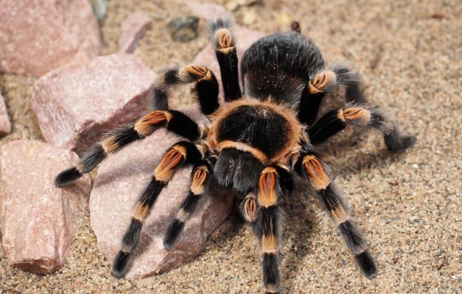 Nhện - Các loài nhện phổ biến hiện nay
