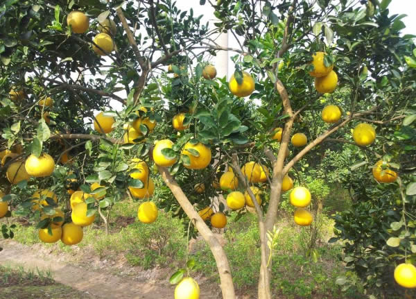 Kinh doanh trang trại c&acirc;y giống