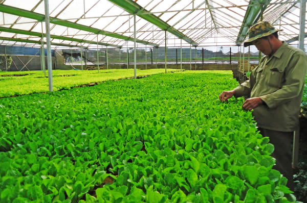Kinh doanh trang trại c&acirc;y giống