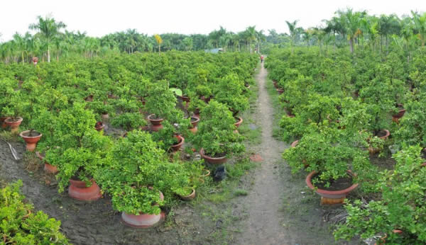 Kinh doanh trang trại c&acirc;y giống