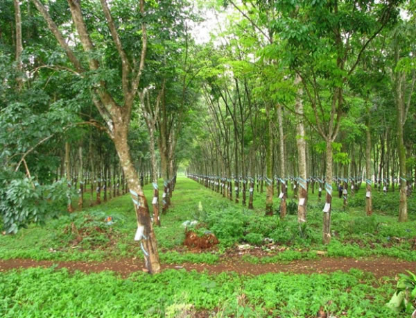 Kinh doanh trang trại c&acirc;y giống