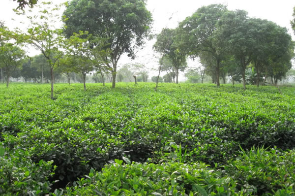 Kinh doanh trang trại c&acirc;y giống